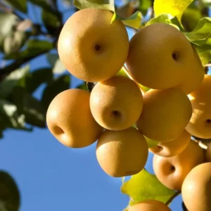 Asian Pear Tree Live Plant 2-3 Ft Tall Sweet Fruit Pear Tree