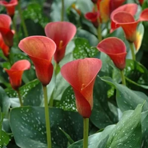 Purple Haze Calla Lily Flower Bulbs – 3 Lily Bulbs Per Pack