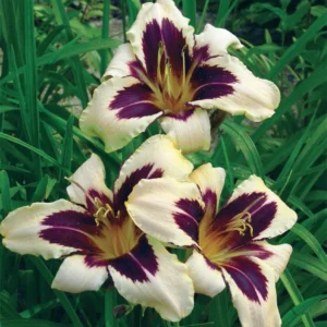 Wild Horses Daylily Bulb for Planting - 1 Bulb Per Pack - Stunning Blooms