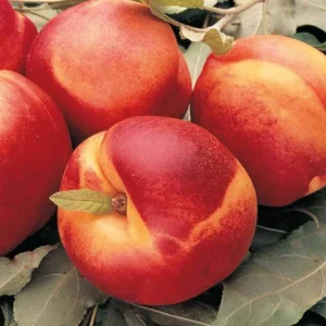 Mericrest Nectarine Tree - 2-3 ft Nursery Pot - Cold Hardy & Sweet