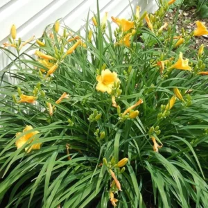 Stella D'oro Daylily Super Pack - 5 Flower Bulbs - Golden Yellow Blooms Early Season