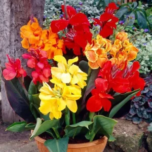 Tall Canna Lily Mix Flower Bulbs - 5 Bulbs Per Pack - Tropical Easy To Grow Flower Bulbs