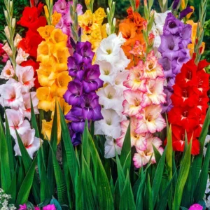 Mixed Gladiolus Flower Bulb Value Bag - 25 Bulbs Per Pack - Mixed Colors - Attracts Butterflies and Hummingbirds - Deer Resistant - Good as Cut Flowers - Perennializing
