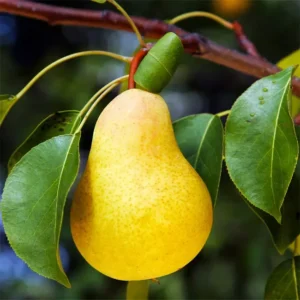 Beurre Bosc Pear Tree Bare Root Fruit 4-5 Feet