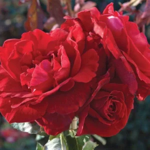 Don Juan Climbing Rose Bush - Live Outdoor Plant 4-10 Inch Tall