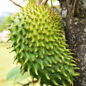 Soursop Plant Live for Planting, Annona Muricata Sweet Soursop Tree Live Plant 12 Inches Tall, Giant Soursop Guanabana Seedling