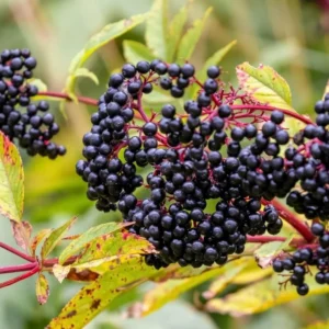 Nova Elderberry Plant Live - 8-12 Inch Bare Root - Sweet Black American Elderberry Fruits Tree