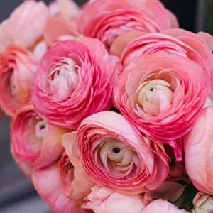 Tecolote Ranunculus Pink Bulbs for Planting - 25 Bulbs Per Pack