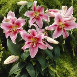 Mona Lisa Oriental Lily - 3 Bulbs Per Pack - Easy to Grow Perennial