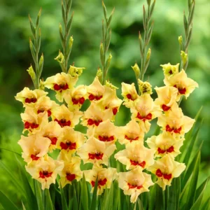 Safari Gladiolus Flower Bulbs - Pack of 18 Premium Bulbs for Vibrant Blooms
