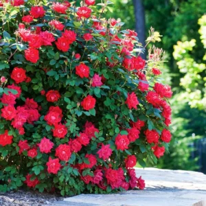 Knock Out Rose Bush - 4 Inch Pot - Red Flowers - Shrub - Disease Resistant