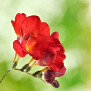 Oberon Freesia Flower Bulbs - 15 Bulbs Per Pack - Fragrant Spring Blooms