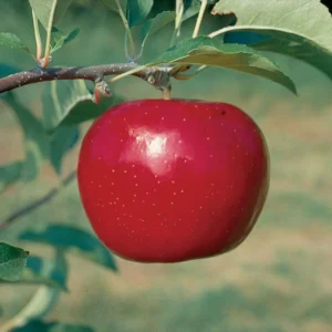 Starkspur Red Rome Beauty Apple Tree - Live Plant 2-3 Ft Tall - Garden Ready