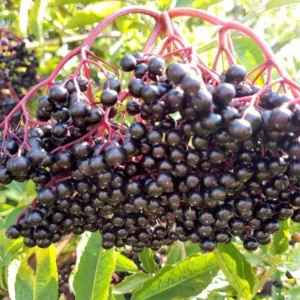 Nova Elderberry Plant Live - 8-12 Inch Bare Root - Sweet Black American Elderberry Fruits Tree