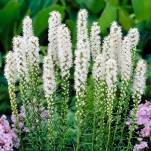Easy to Grow Liatris Spicita Alba - White Liatris Plant Bulbs (10 Pack) - White Feathery Flowering Blooms in Summer to Fall Gardens