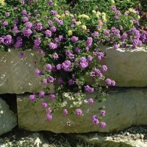 Lantana Purple Live Plant - Perennial Outdoor Flowers - 4 to 6 Inch Tall