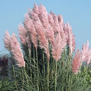 1 Pink Pampas Grass Plant - 4 Inch Pot Cortaderia