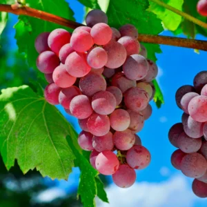 Red Flame Seedless Grape Vine Plant - 1 to 2 Yr Old Live Plant Ready for Planting