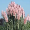1 Pink Pampas Grass Plant - 4 Inch Pot Cortaderia