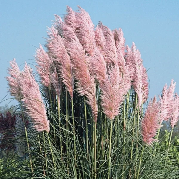 1 Pink Pampas Grass Plant - 4 Inch Pot Cortaderia