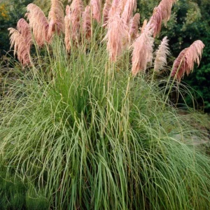 1 Pink Pampas Grass Plant - 4 Inch Pot Cortaderia