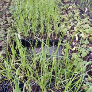 1 Pink Pampas Grass Plant - 4 Inch Pot Cortaderia