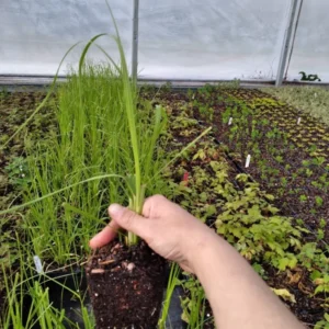 1 Pink Pampas Grass Plant - 4 Inch Pot Cortaderia