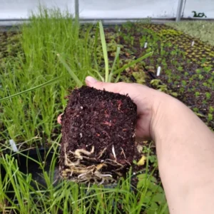 1 Pink Pampas Grass Plant - 4 Inch Pot Cortaderia