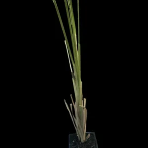 1 Pink Pampas Grass Plant - 4 Inch Pot Cortaderia