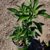 1 Pot - 1 Chile Pequine Peppers Live Plant for Planting, 3-6 Inch, Spicy Chili Hot Pepper, Perfect for Outdoors & Container Gardens