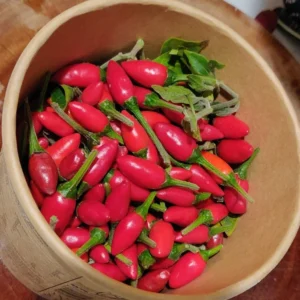 1 Pot - 1 Chile Pequine Peppers Live Plant for Planting, 3-6 Inch, Spicy Chili Hot Pepper, Perfect for Outdoors & Container Gardens