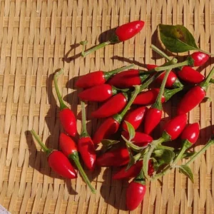 1 Pot - 1 Chile Pequine Peppers Live Plant for Planting, 3-6 Inch, Spicy Chili Hot Pepper, Perfect for Outdoors & Container Gardens