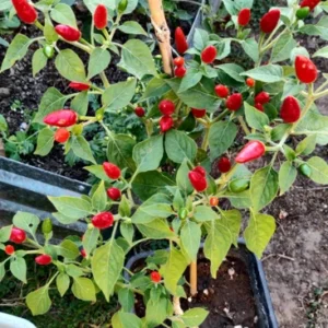 1 Pot - 1 Chile Pequine Peppers Live Plant for Planting, 3-6 Inch, Spicy Chili Hot Pepper, Perfect for Outdoors & Container Gardens