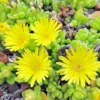 1 Pot - 1 Clump Yellow Ice Plant Live for Planting, 3-6 Inch Tall, Hardy Perennial Succulent Live Plant, Ground Cover Outdoor Garden