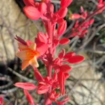 1 Pot - 1 Red Yucca Live Plant, 3-6 Inch Tall, Hardy Yucca Live for Outdoor Landscaping