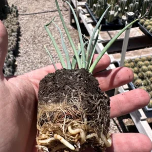 1 Pot - 1 Red Yucca Live Plant, 3-6 Inch Tall, Hardy Yucca Live for Outdoor Landscaping