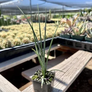 1 Pot - 1 Red Yucca Live Plant, 3-6 Inch Tall, Hardy Yucca Live for Outdoor Landscaping