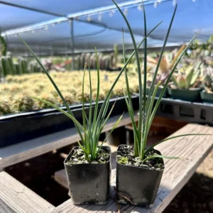 1 Pot - 1 Red Yucca Live Plant, 3-6 Inch Tall, Hardy Yucca Live for Outdoor Landscaping