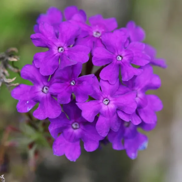 1 Pot - 1 Verbena Purple Live Plant for Planting, 3-6 Inch Tall, Trailing Bushes Shrubs