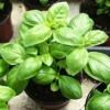 1 Pot - 2 Basil Italian Leaf Live Plants for Planting, 3-6 Inch Tall, Organic Culinary Herb by Smoke Camp Crafts