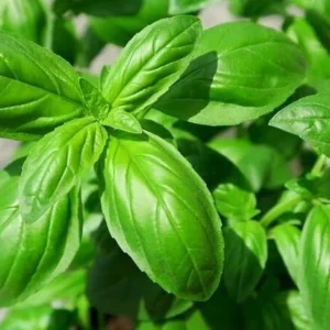 1 Pot - 2 Basil Italian Leaf Live Plants for Planting, 3-6 Inch Tall, Organic Culinary Herb by Smoke Camp Crafts
