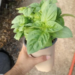 1 Pot - 2 Basil Italian Leaf Live Plants for Planting, 3-6 Inch Tall, Organic Culinary Herb by Smoke Camp Crafts