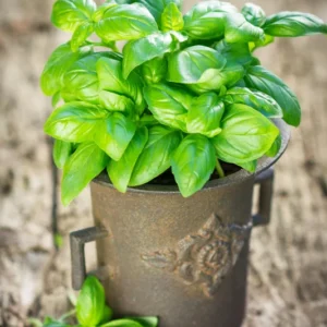 1 Pot - 2 Basil Italian Leaf Live Plants for Planting, 3-6 Inch Tall, Organic Culinary Herb by Smoke Camp Crafts