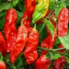 1 Pot - 2 Bhut Jolokia Pepper Live Plants for Planting, 3-6 Inch Tall, Hot Peppers for Year Round Harvesting