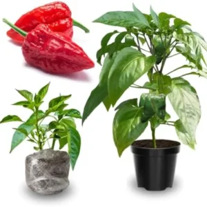 1 Pot - 2 Bhut Jolokia Pepper Live Plants for Planting, 3-6 Inch Tall, Hot Peppers for Year Round Harvesting