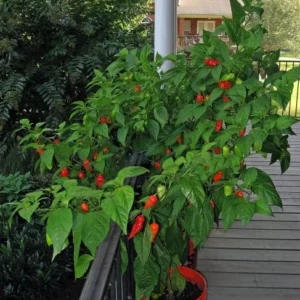 1 Pot - 2 Bhut Jolokia Pepper Live Plants for Planting, 3-6 Inch Tall, Hot Peppers for Year Round Harvesting