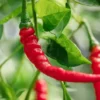 1 Pot - 2 Cayenne Hot Pepper Live Plants for Planting, 3-6 Inch Tall, Vegetable Plant in Your Home Garden