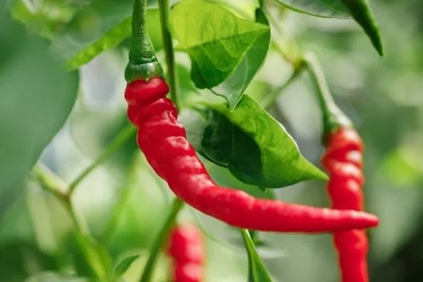 1 Pot - 2 Cayenne Hot Pepper Live Plants for Planting, 3-6 Inch Tall, Vegetable Plant in Your Home Garden