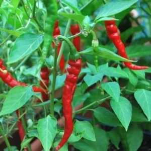 1 Pot - 2 Cayenne Hot Pepper Live Plants for Planting, 3-6 Inch Tall, Vegetable Plant in Your Home Garden