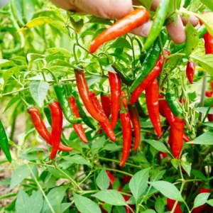 1 Pot - 2 Cayenne Hot Pepper Live Plants for Planting, 3-6 Inch Tall, Vegetable Plant in Your Home Garden